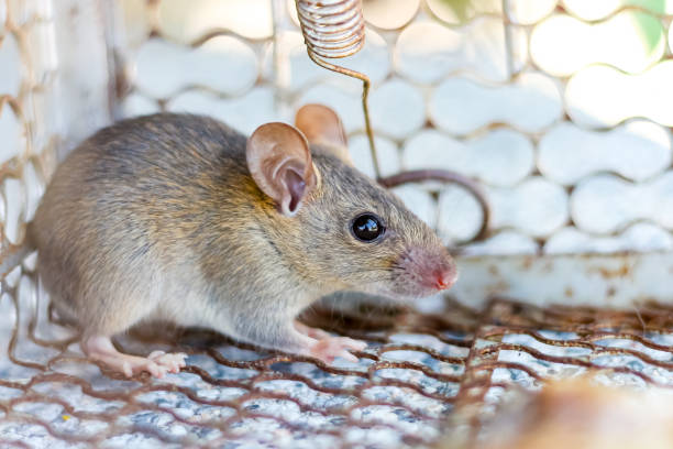 istock The small rat in control look cute. 1641884534