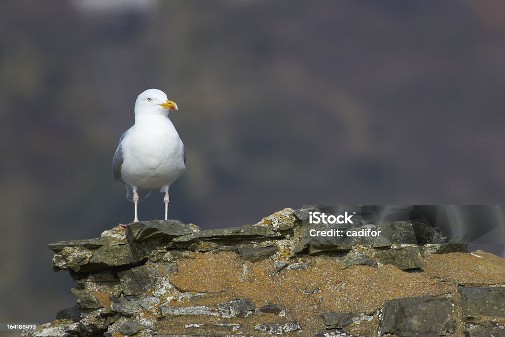 Herring gull - Lizenzfrei Alt Stock-Foto