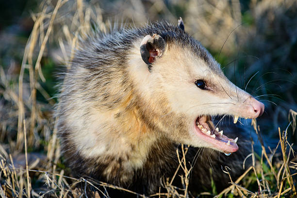 fierce possum An opossum,commonly called possum, is displaying a fiercs snarl. angry opossum stock pictures, royalty-free photos & images
