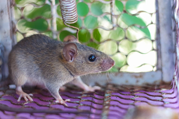 istock The small rat in control look cute. 1641887160