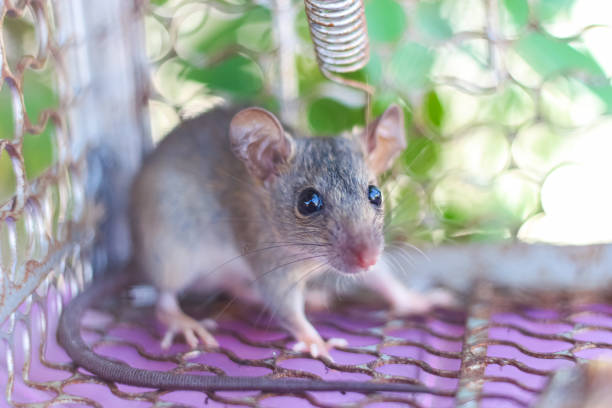 istock Pretty small rat looking at the camera. 1641887709