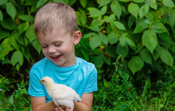istock A child holds a chicken in his hands. A boy and a bird 1641895819