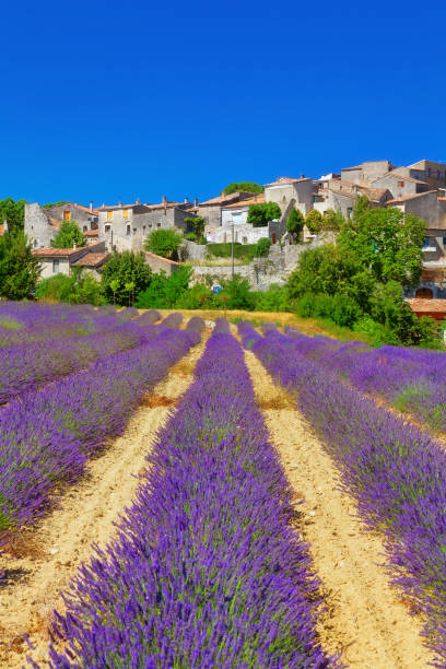 istock Lavender field with a small town in Provence 164190542