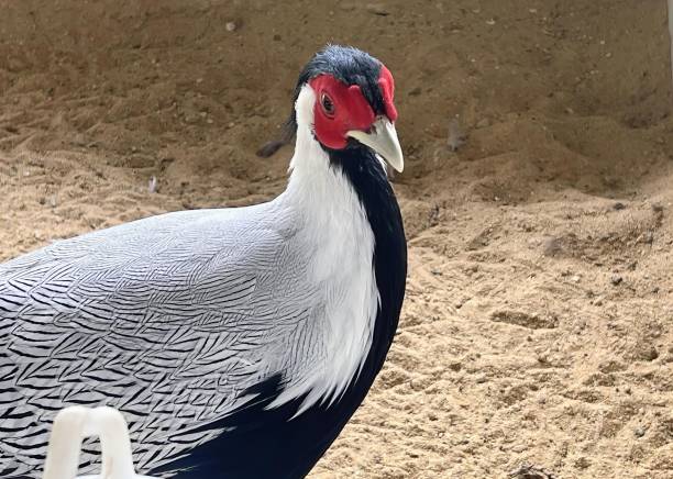 uma fotografia de um pássaro com uma cabeça vermelha e um pescoço preto, pavão em pé em área de areia com cabeça vermelha e pescoço preto. - silt sand textured black sand - fotografias e filmes do acervo