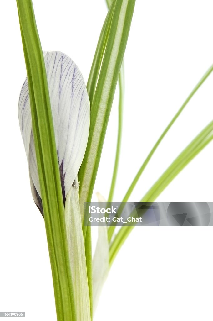 crocus - Photo de Arbre en fleurs libre de droits