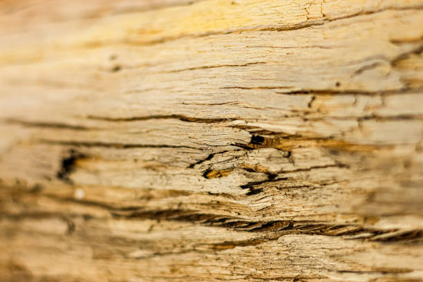 старое деревянное искусство и красивая природа дерева. - timberland plank hardwood wood стоковые фото и изображения