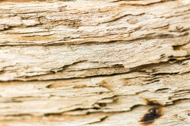 zdjęcia wzorów starego drewna brązowego koloru tekstury. - timberland plank hardwood wood zdjęcia i obrazy z banku zdjęć