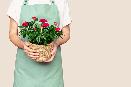 Isolated woman gardner wearing apron holding potted red roses in hands.