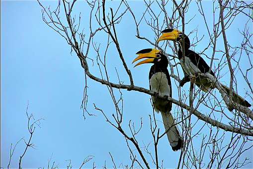 Pair of Sri Lankan grey hornbill at lahugala sanctuary in eastern part of Sri Lanka