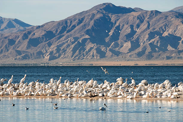 White pelicans on sandbar in Salton Sea