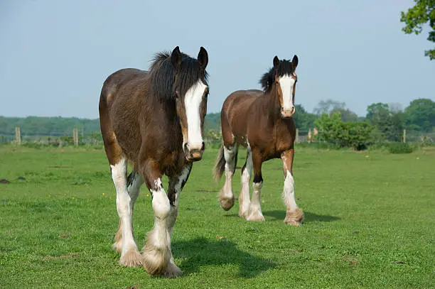 Shire Horses at Cotebrook Shire Horse Centre Farm in Cheshire