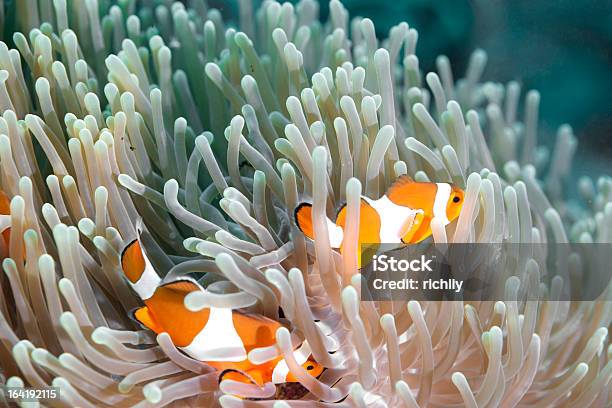 Photo libre de droit de Poissonclown À Trois Bandes banque d'images et plus d'images libres de droit de Animaux à l'état sauvage - Animaux à l'état sauvage, Au fond de l'océan, Beauté de la nature