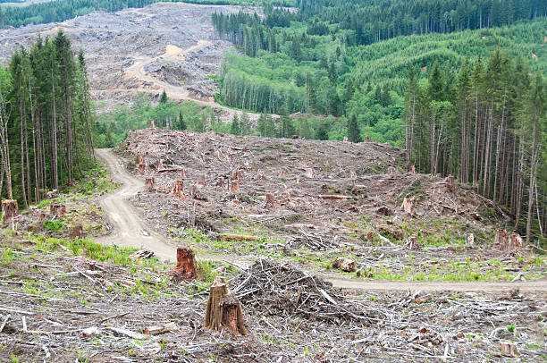 istock Clearcutting trees on timber company land 164192337