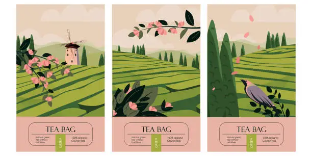 Vector illustration of Tea packaging modern design