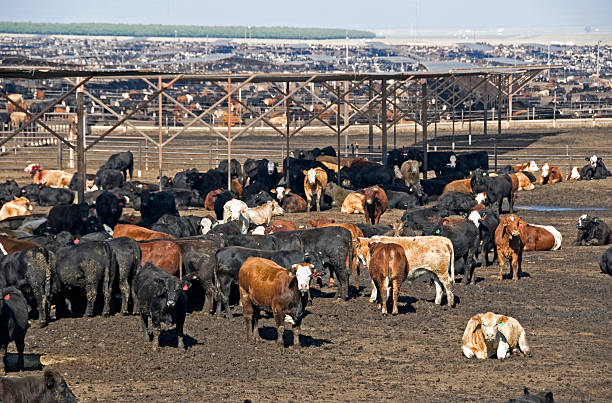 istock Cattle ranch in central California 164192424