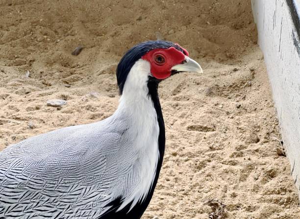 uma fotografia de um pássaro com uma cabeça vermelha e um pescoço preto, pássaro perdiz em pé em área de areia com parede branca e cabeça vermelha. - silt sand textured black sand - fotografias e filmes do acervo