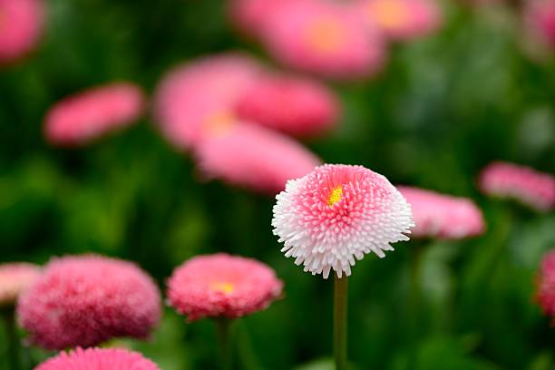 istock flower,marguerite,daisy 164192746