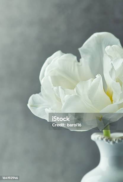 White Tulip Stock Photo - Download Image Now - Bunch of Flowers, Elegance, Flower