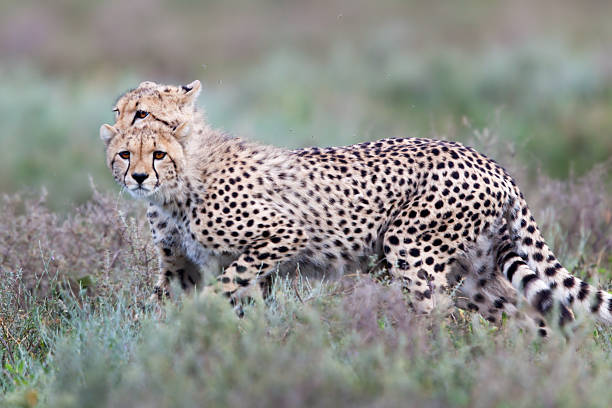 Cheetah cubs Serengeti stock photo