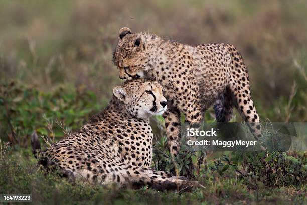 Cria De Chita E Mãe - Fotografias de stock e mais imagens de Animais caçando - Animais caçando, Animal, Animal de Safari