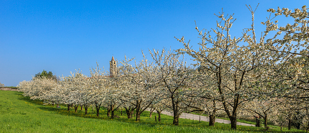 Cherry orchard in Valpolicella, a vast hilly area between the city of Verona and the Lake Garda, in northern Italy. 