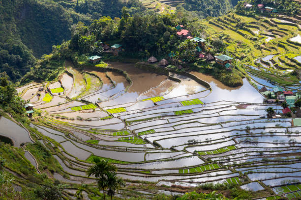 istock Close up on the valley with 2 000 years old rice terraces, Batad, Philippines 1641932428