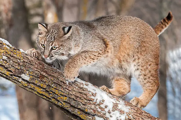 Bobcat (Lynx rufus) Crouches on Branch - captive animal