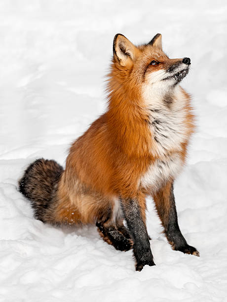 istock Red Fox Sits in the Snow Looking Up 164193501