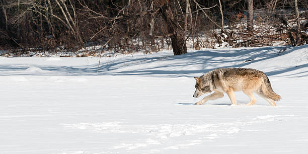 istock Grey Wolf (Canis lupus) Moves Left Along Snowy Riverbed 164193614