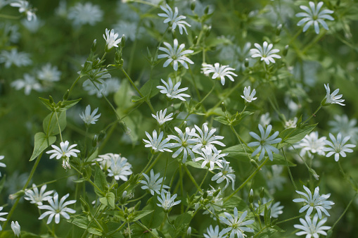 Spring flowers and leaves of Stellaria holostea as a background