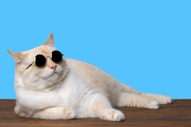 istock A big cat in black glasses lies imposingly on the table, blue background 1641939522