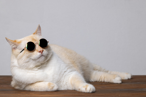 A big red cat in black glasses lies imposingly on the table, gray background