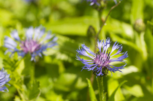 istock Mountain cornflower (mountain cornflower) flower on a green background, 1641940860