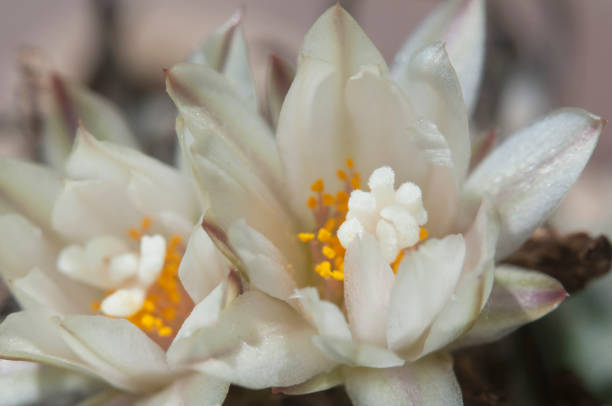 istock Flowering cactus Turbinicarpus, macro shot 1641945340