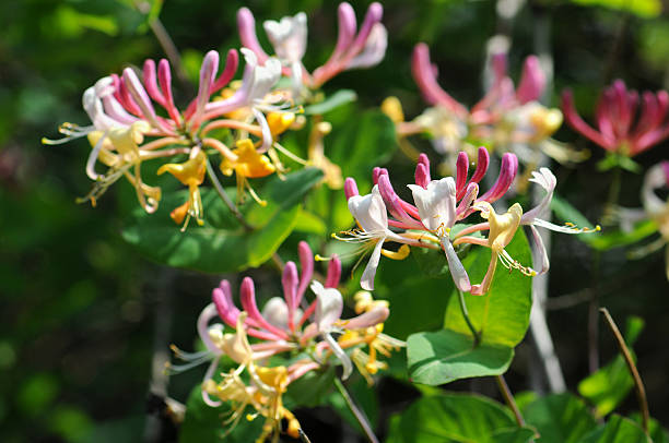 жимолость (цветы в зонах с умеренным климатом - honeysuckle pink фотографии стоковые фото и изображения