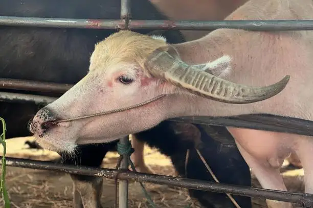 a photography of a cow with a long horn sticking its tongue out, asiatic buffalo with horns sticking out of a fenced in area.