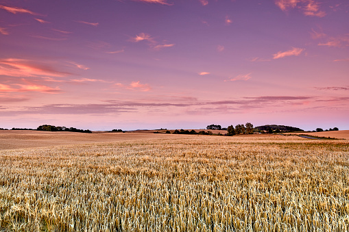 Corn fields in Denmark - Harvest