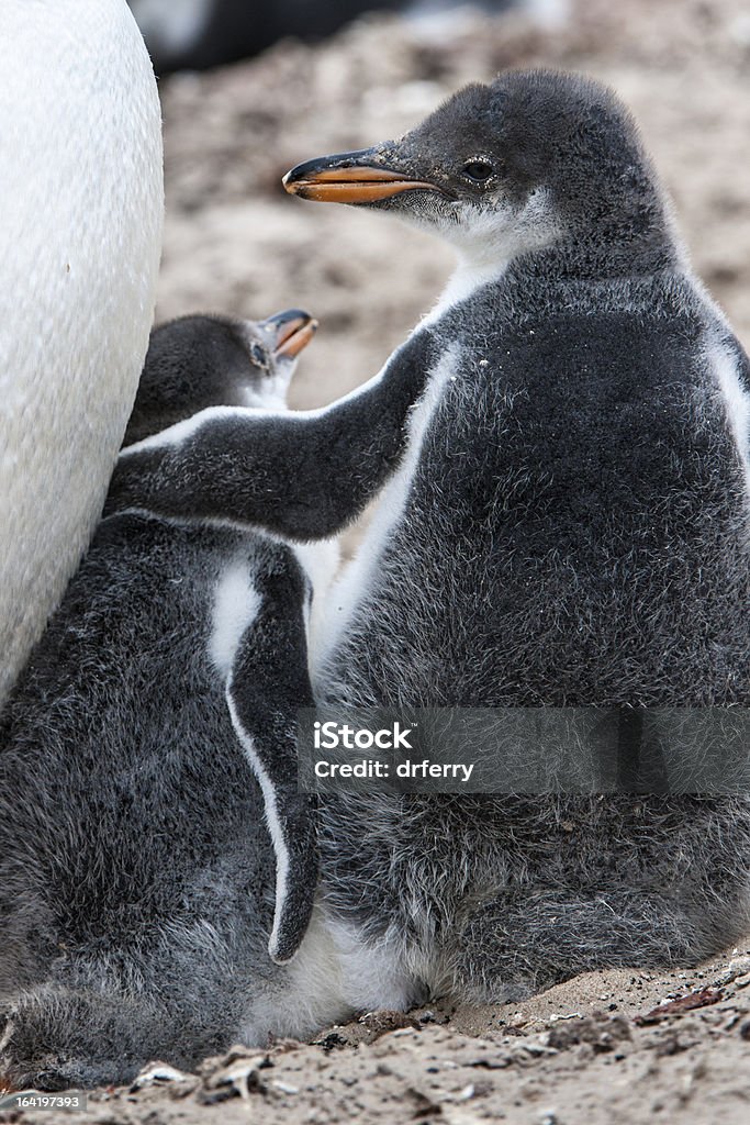 Gentoo Geschwister, oder My Little Bro! - Lizenzfrei Antarktis Stock-Foto