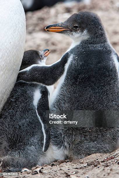 Foto de Gentoo Irmãos Ou My Little Bro e mais fotos de stock de Animal - Animal, Antártica, Ave Aquática