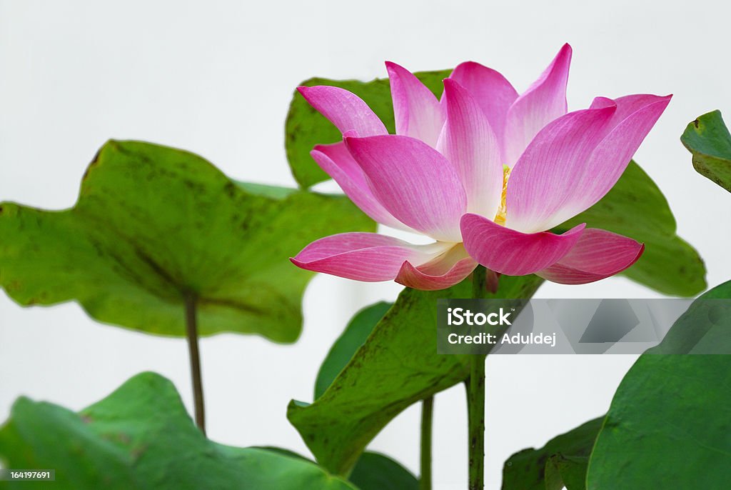 Nenúfar rosa - Foto de stock de Aire libre libre de derechos