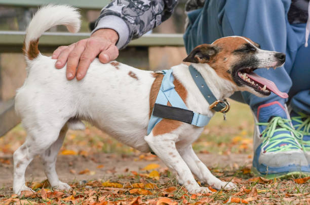 istock Brown and white jack russell dog being patted by its owner 1641979049