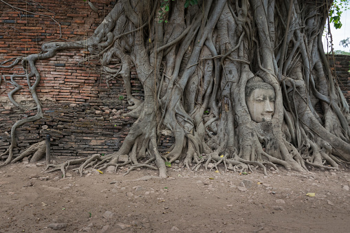 Buddha Head in Tree Roots in Wat Mahathat, Ayutthaya, Thailand.Phra Nakhon Sri Ayutthaya is the Unesco world heritage.