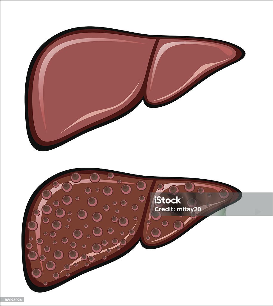 Human Liver. - Lizenzfrei Anatomie Vektorgrafik