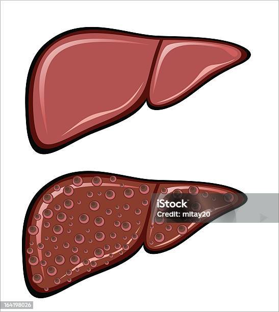 Human Liver Stock Vektor Art und mehr Bilder von Anatomie - Anatomie, Bildung, Biomedizinische Illustration