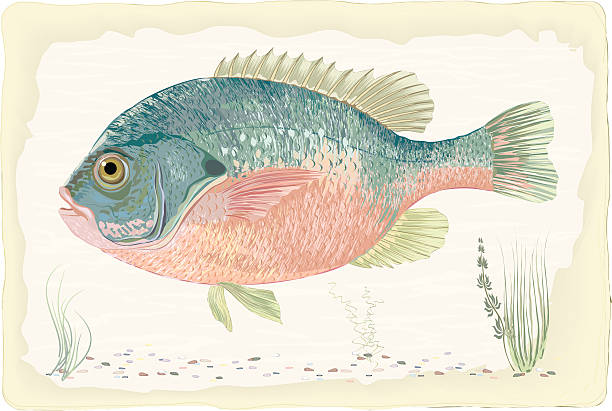 20+ Blue Gill Stock Illustrations, Royalty-Free Vector Graphics