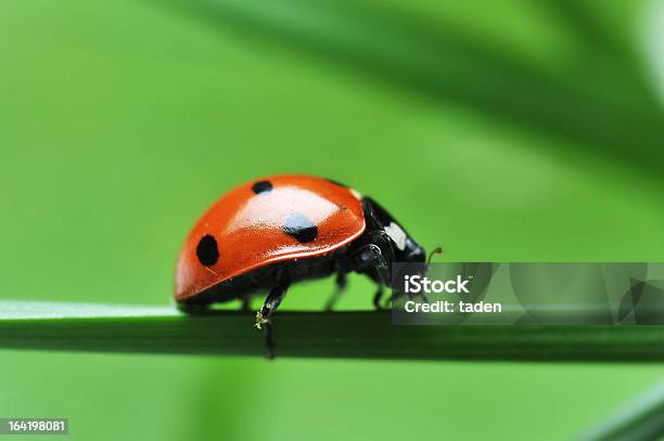 Coccinella Su Erba - Fotografie stock e altre immagini di Ambientazione esterna - Ambientazione esterna, Animale selvatico, Biologia