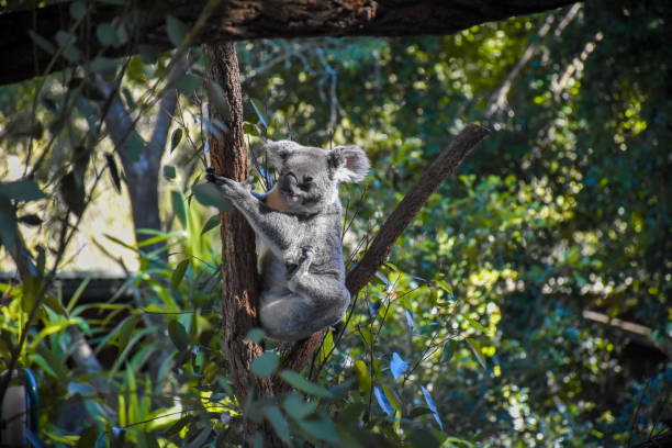 istock Cute koala on the tree The background is a forest of trees,Soft sunlight. 1641980980
