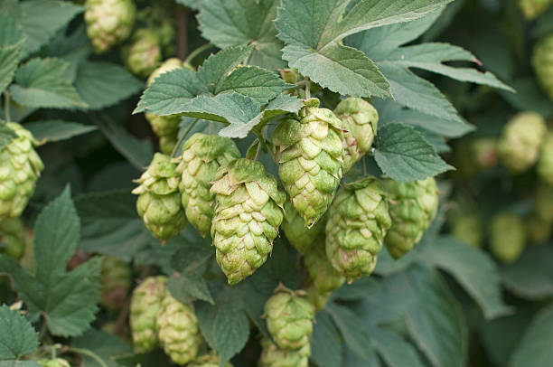 istock Ripe hops at harvest time in Washington state 164198119