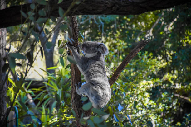 lindo koala en el árbol el fondo es un bosque de árboles,luz solar suave. - stuffed animal toy koala australia fotografías e imágenes de stock