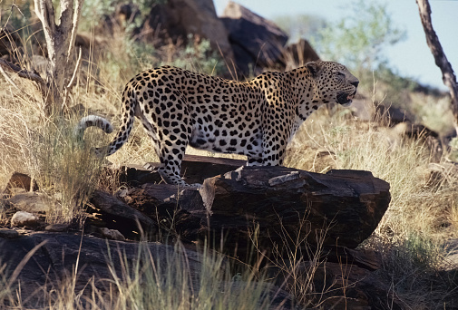 Leopard male walking around the Sand River in Sabi Sands Game Reserve in the Greater Kruger Region in South Africa